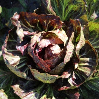 Radicchio Variegata di Chioggia (Samen)