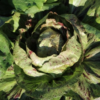 Radicchio Variegata di Chioggia (Samen)