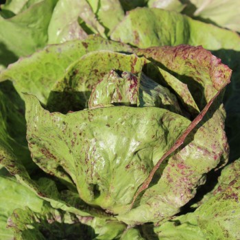 Radicchio Variegata di Lusia (Samen)