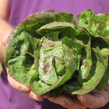Radicchio Variegata di Lusia (Samen)