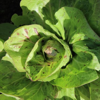 Radicchio Variegata di Lusia (Samen)