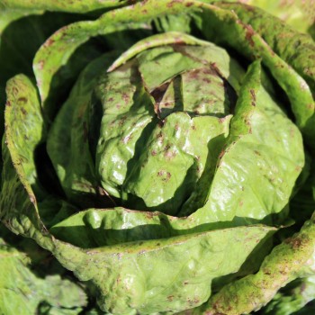 Radicchio Variegata di Lusia (Samen)