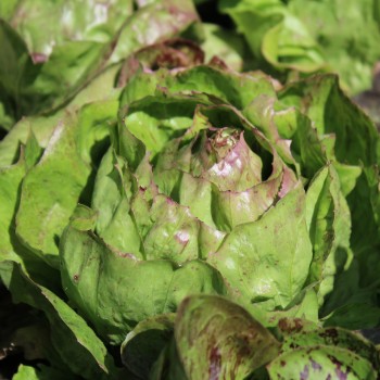 Radicchio Variegata di Lusia (Samen)