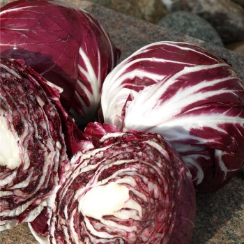 Radicchio Chiogga Red Preco No. 1 (Samen)