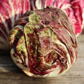 Radicchio Variegata di Chioggia (Samen)