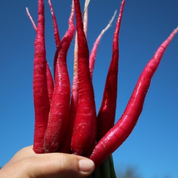 Radieschen Candela di Fuogo (Samen)