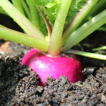 Radieschen Plum Purple (Samen)