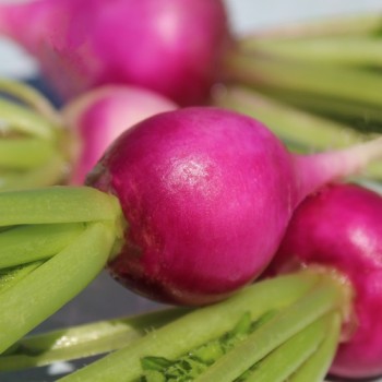 Radieschen Plum Purple (Samen)