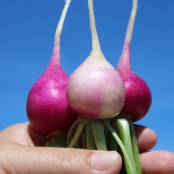 Radieschen Plum Purple (Samen)