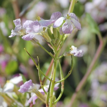 Radieschen Plum Purple (Samen)