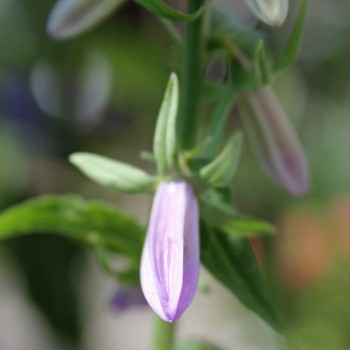 Rapunzelartige Glockenblume (Samen)