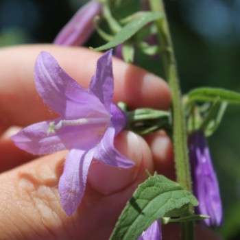 Rapunzelartige Glockenblume (Samen)
