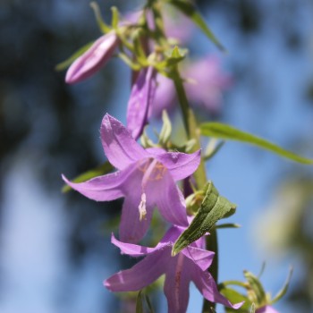 Rapunzelartige Glockenblume (Samen)