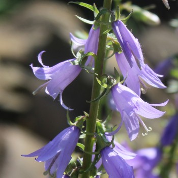Rapunzelartige Glockenblume (Samen)