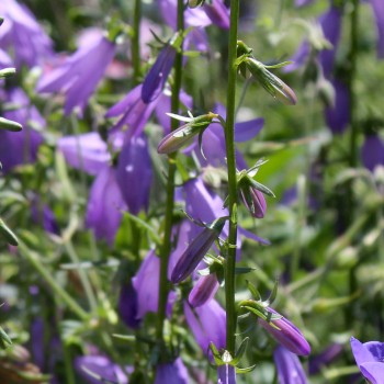 Rapunzelartige Glockenblume (Samen)