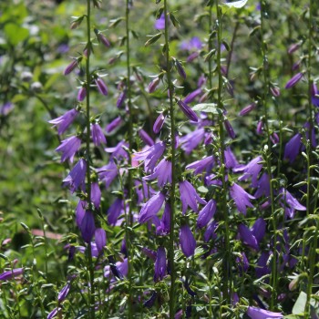 Rapunzelartige Glockenblume (Samen)