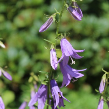Rapunzelartige Glockenblume (Samen)