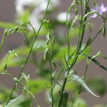 Rapunzelglockenblume (Samen)