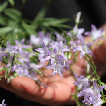 Rapunzelglockenblume (Samen)