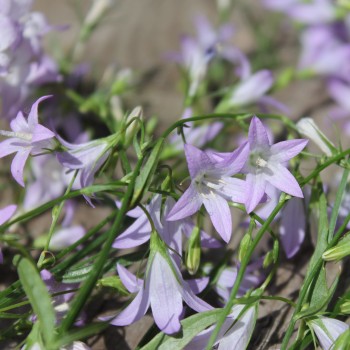 Rapunzelglockenblume (Samen)