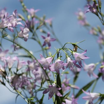 Rapunzelglockenblume (Samen)