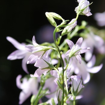 Rapunzelglockenblume (Samen)
