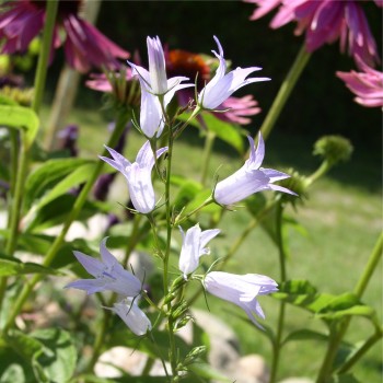 Rapunzelglockenblume (Samen)
