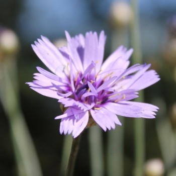 Rasselblume blau (Samen)