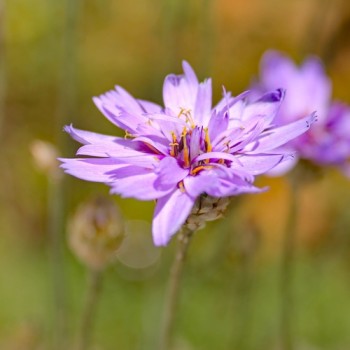 Rasselblume blau (Samen)