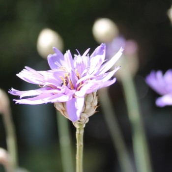 Rasselblume blau (Samen)