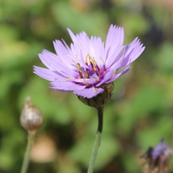 Rasselblume blau (Samen)