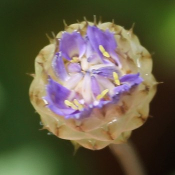 Rasselblume blau (Samen)