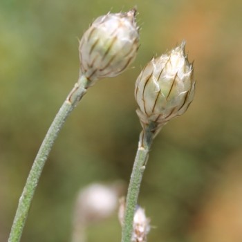 Rasselblume blau (Samen)