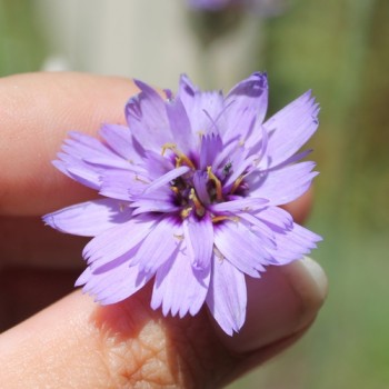 Rasselblume blau (Samen)