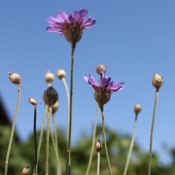 Rasselblume blau (Samen)
