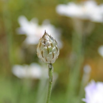 Rasselblume weiß (Samen)