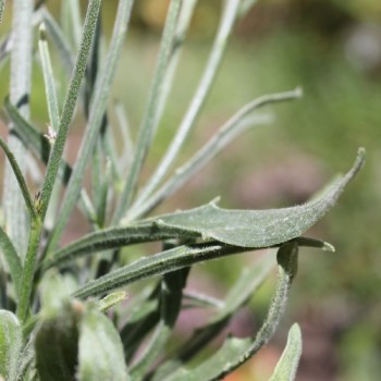 Rasselblume weiß (Samen)