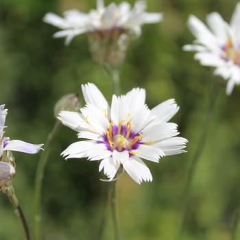 Rasselblume weiß (Samen)