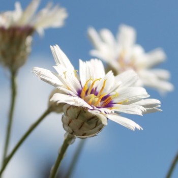 Rasselblume weiß (Samen)