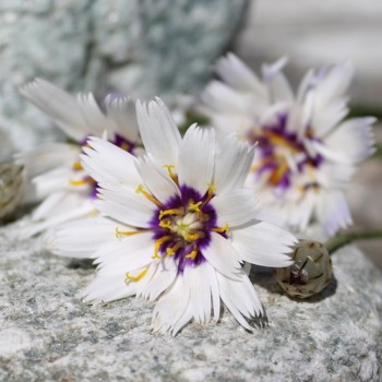 Rasselblume weiß (Samen)
