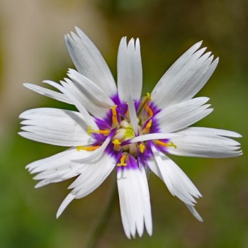 Rasselblume weiß (Samen)