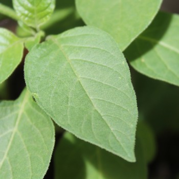Red-Berry Nightshade (Samen)