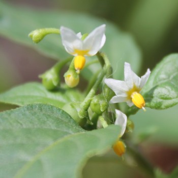 Red-Berry Nightshade (Samen)