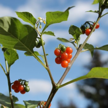 Red-Berry Nightshade (Samen)