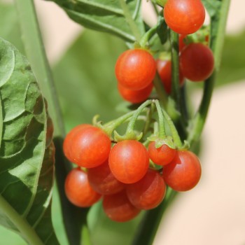 Red-Berry Nightshade (Samen)