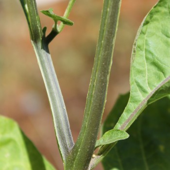 Red-Berry Nightshade (Samen)