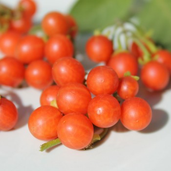 Red-Berry Nightshade (Samen)