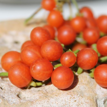 Red-Berry Nightshade (Samen)