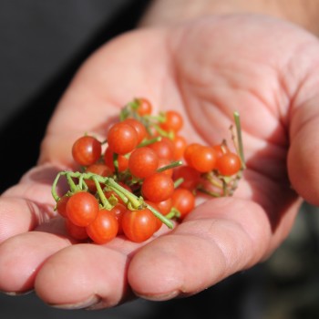 Red-Berry Nightshade (Samen)