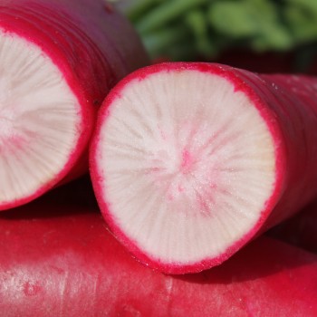 Rettich Ostergruß rosa (Samen)